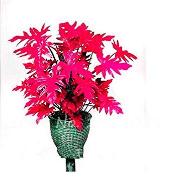 Nouvelles graines mélangées de graines de Philodendron, couleur parfaite, plantes d'intérieur, anti-radiations, absorbe la poussière, graines d'arbres, bonsaï de jardin Paquet de 500 graines