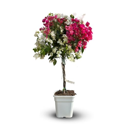 Attitude Jardin - Bougainvillier california tige - plante fleurie - 100-110 cm - ⌀ 25 cm - plante d'extérieur
