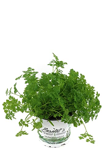 Weseler Kräuterparadies Enseleit's Kerbel Kräutertopf