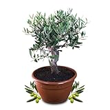 ✔️OLIVENBAUM BONSAI - Altes, dickes Bäumchen in der Schale gewachsen