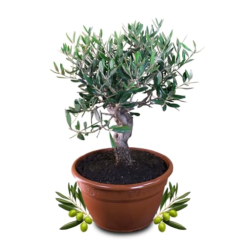 Olivenbaum Bonsai – Echtes Olivenbäumchen Olea Europaea