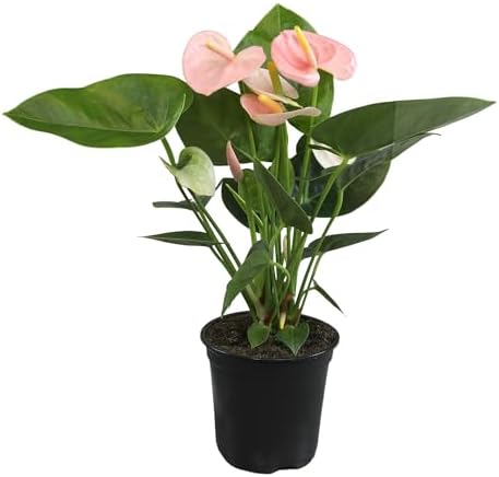 Pink Anthurium Live Plant (Approx. 13-16" Tall), Real Flowers/Uni...