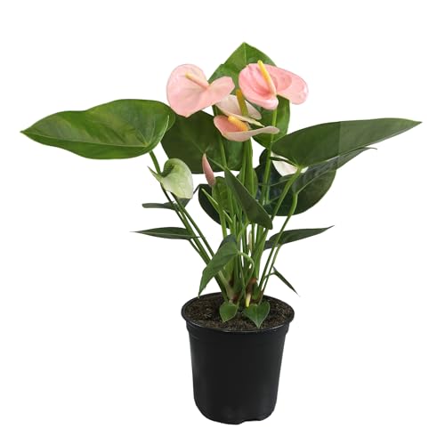 Comparison: Best Pot For Anthurium 4 Pink Anthurium Live Plant (Approx. 13-16" Tall), Real Flowers/Unique House Plants in 4" Nursery Pot, Floral Office Plants, Air Purifying Plants & Cool Gifts for Plant Lovers by Plants for Pets