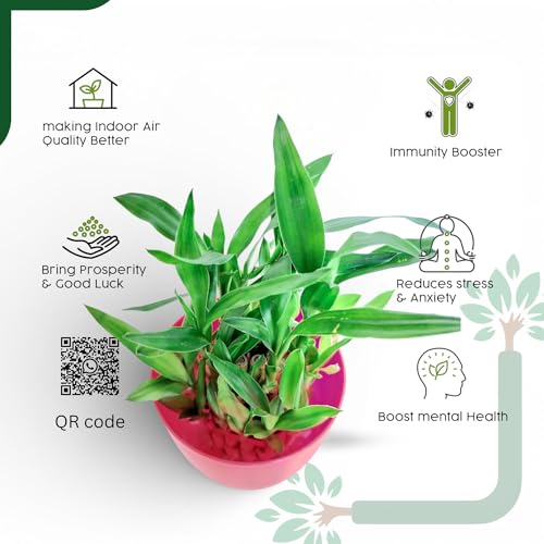 Image of Lucky Bamboo Live Indoor Plant - with Premium Glass /Acrylic Vase and White Rive | Low Maintenance Feng Shui & Vastu Good Luck Plant for Home and Office Decor (Retuen gift)