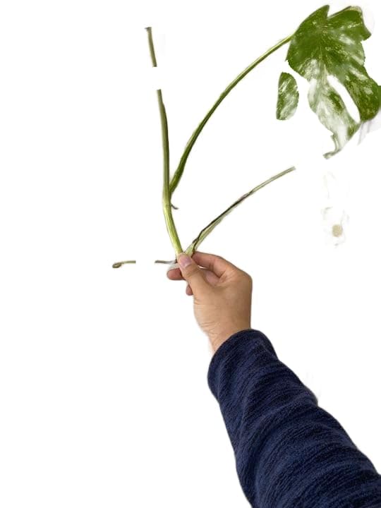 Amazon｜斑入りモンステラ ホワイトタイガー トップカット苗 観葉植物