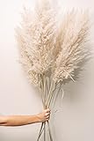 Pampasgras - Pampasgras deko - pampasgras getrocknet - pampasgras groß - Pampas fluffig - Hollandische Qualität - 5 stück XL - 115cm lang