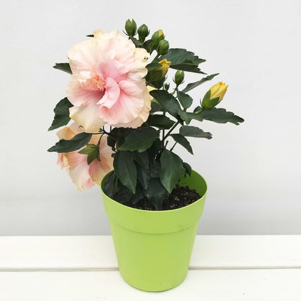 Amazon.co.jp: ハイビスカス（ニューロングライフ）：アドニス