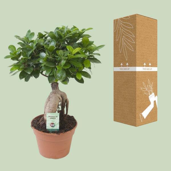 Chinesische Feige Ficus Ginseng Zimmerpflanze Ø17cm 40cm – pflegeleichte Grünpflanze für Wohnzimmer, Büro & helle Standorte kaufen