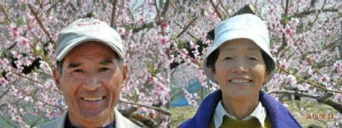 岡山 清水白桃 14玉約4kg化粧箱入 【砂糖不使用】