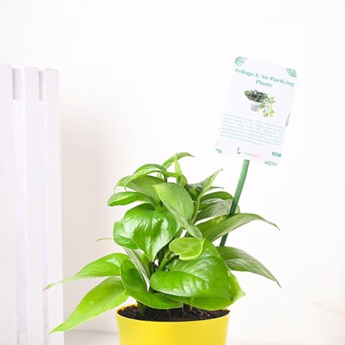 Image of FlowerAura Decorative Air Purifying Good Luck Money Live Indoor Plant In Self Watering Plastic Pot Vase For Living Room, Table Decor, Balcony, Bedroom, Office /Home Decoration (Same Day Delivery)