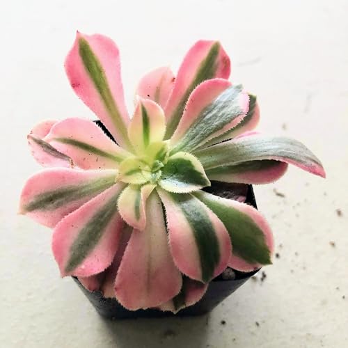 Blissful Aeonium Emerald Ice Succulent – Variegated Green & White