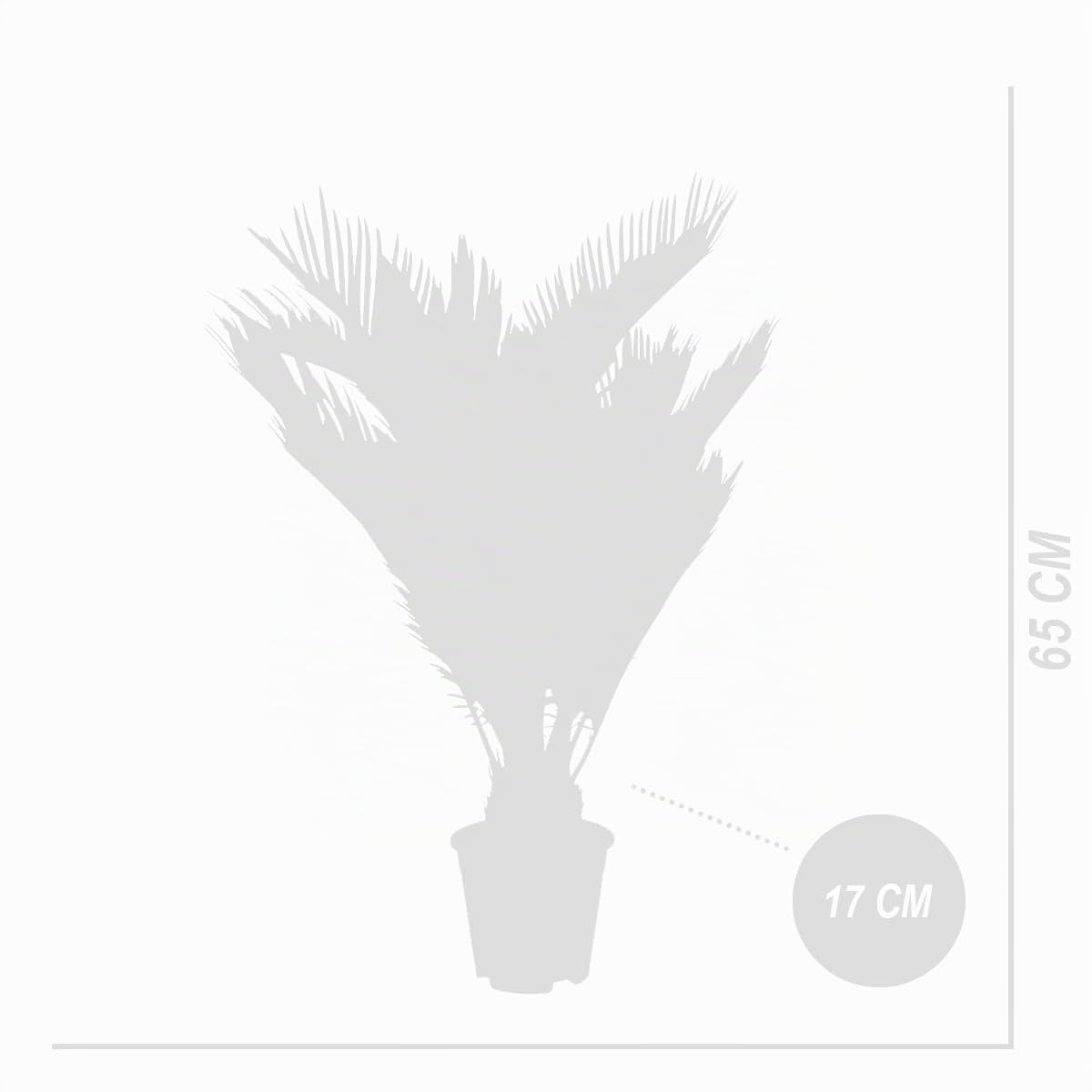 Bloomique - 2er Set - Cycas Revoluta - Palmfarn - Sagopalme - Palme - Sehr Pflegeleicht - Höhe 60-70 cm - Topf 17 cm