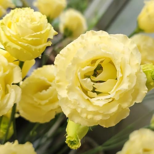 Semillas de Lisianthus, invernaderos de balcones semillas de exóticas de interior perennes 80pcs