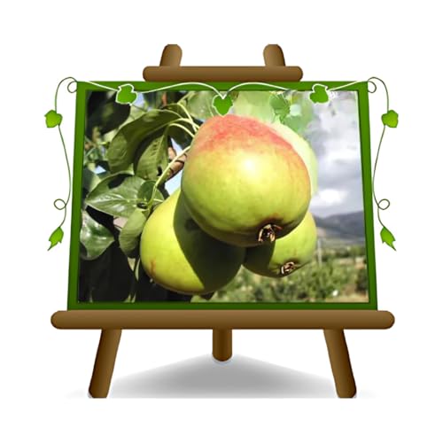 EURO PLANTS VIVAI Poirier santa Maria plante fruitière ancienne en pot 26 cm hauteur maximale 180 cm - Âge 4 ans