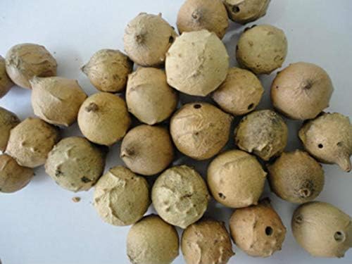 SPS MARKETING Herbals Whole Masikai | Majuphal | Oak Gall | Manjakani | Quercus Infectoria, Majuphal | Manjakani(Weight-100g)