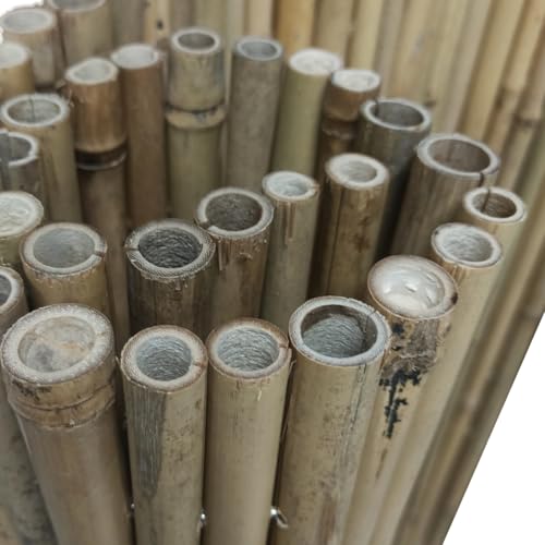 BONERVA | Bambú Pro Caña Completa | Cañizo de Bambú Caña Gruesa para cerramientos y decoración de Jardín, balcón y Exteriores | 12 mm - 25 mm diámetro cañas | Varias Medidas (1,5 x 3 Metros)