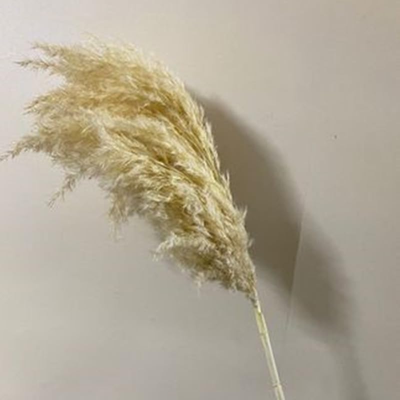 Pampas Grass 45cm Multicolor Pack de 5 miniatura 7