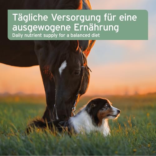 AniForte Bio Ägyptisches Schwarzkümmelöl für Hunde & Pferde 500ml - Kaltgepresstes, natürliches Schwarzkümmel Öl, Barf Zusatz in Premium Qualität, Recyclebare Verpackung