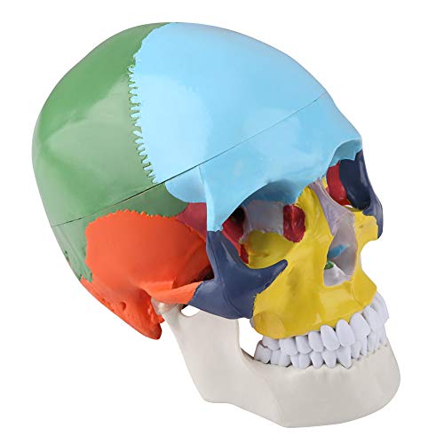 Crâne coloré didactique avec os à code couleur et mâchoire mobile articulée