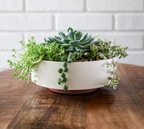 The Hc Companies CSB08000G28C020LRDHT 8 Inch Round Capri Succulent Pot thumb #3