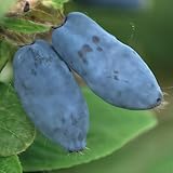 Baumschule WEDROWSKI w