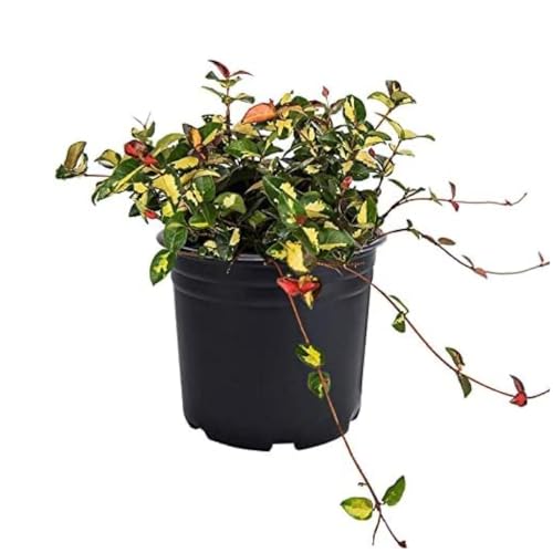 Best Indoor Plants For Pacific Northwest Reviews For 2023