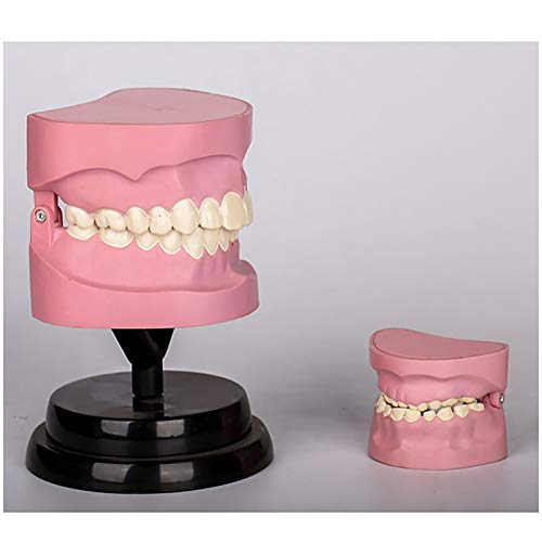 Modèle D'Anatomie Dentaire pour L'Étude des Dents - Modèle De Dent Dentaire - Kit Pédagogique De Biologie Dentaire - Modèle De Stomatologie pour Enfants Et Étud