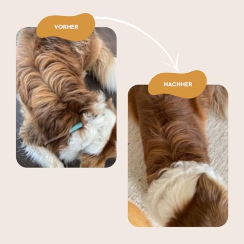 Trockenshampoo für Hunde von Heybruno Geruchsentfernung für alle Fellarten