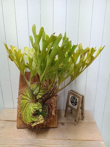 ビカクシダ リドレイ」の人気商品一覧 | 安い商品を通販サイトから探す