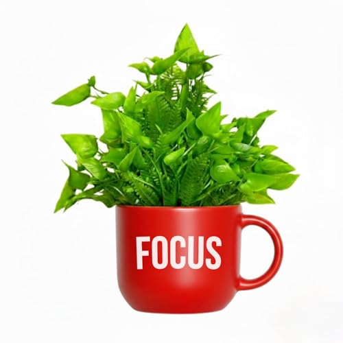 Image of Dekorly Colorful Wall-Mounted Mug Planters with Faux Greenery(20 CM)- Wall Decorative Pots for Vibrant Home & Office Decor| (3, Focus Faith Forward)