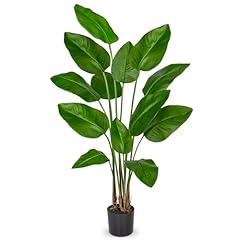 Bird of Paradise Plant