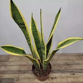 Muda de Sansevieria Trifasciata Laurentii, Espada de Santa Bárbara, Planta de Sombra e Meia-Sombra, Ideal para Vasos