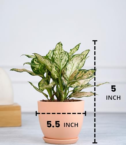 Image of Nurturing Green Aglaonema Eileen Plant in Blush Pink Ceramic Pot | Gift Plants | Good Luck Gifts | Eco Friendly Gifting