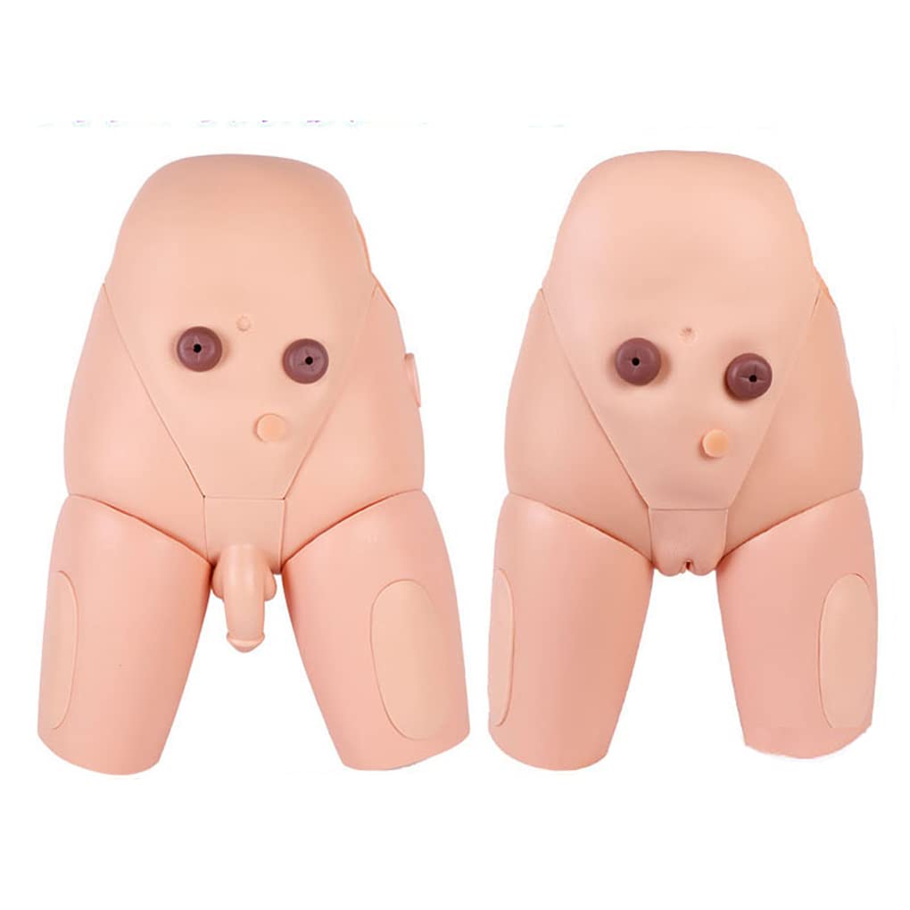 OPOBMBNGX Male Female Interchangeable Catheterization Model Human Catheterization Practice Enema Teaching Nursing Operation Mold Catheterization Practice Catheterization Training for Medical Practice