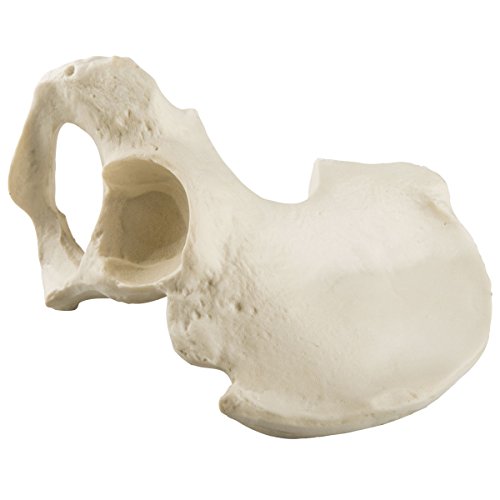 Comprendre l'anatomie pelvienne avec le demi-bassin droit homme 3B Scientific 1019603