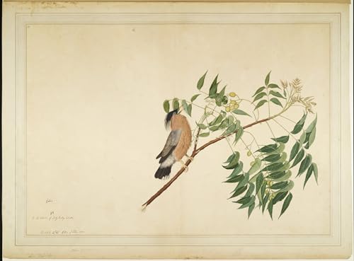 Tableaux Toile Déco D'Art Murale Brahminy Starling Shaikh Zain Ud Din Poster Image 60x90cm