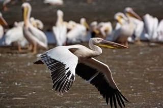 Posterazzi White Pelican birds in flight Lake Nakuru Kenya Poster Print by Adam Jones, (24 x 15)