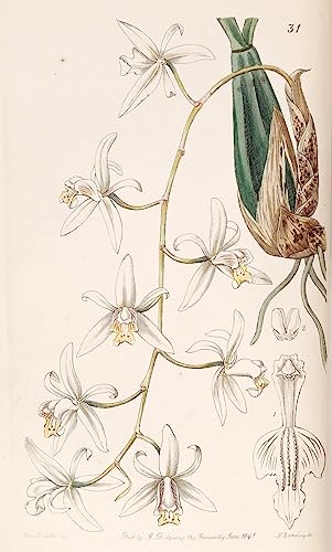 Mural de Coelogyne Flaccida y pintura vintage de 60x90cm para renovar la decoración del hogar