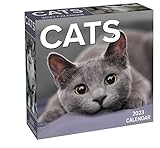 Cats 2023 Day-to-Day Calendar