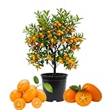 Meiwa Kumquat Tree Live, Ready to Grow, 1-2 Ft Tall, 1 Gallon Pot