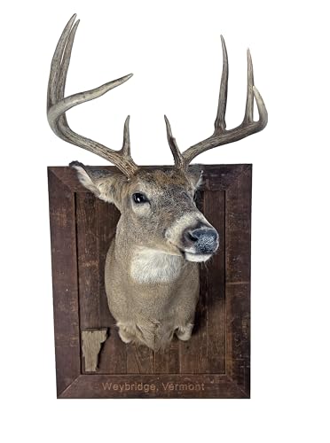 Deer Shoulder Mount Display Panel Plaque Barnwood or Walnut Shield Personalized (Grey Barnwood)
