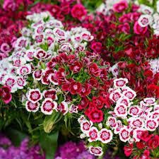 Sweet William Mix Flower Seeds (30 Seeds Pack) Fragrant Flowering Plants Seeds for Home Gardening | Natural and Real Planting Seeds for Indoor Home Decor | Summer Flowering Seeds for Lawn (B0CBQ1QVKR) Amazon Price History, Amazon Price Tracker