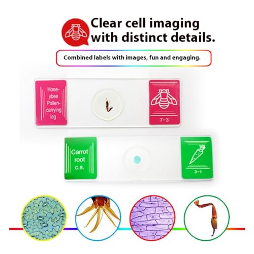 Lames de microscope en verre pour expériences scientifiques en classe