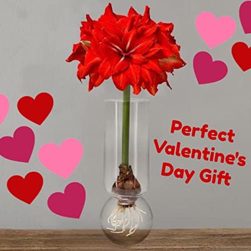 Amaryllis Bulb Kit Double Circus Grows Indoors in Custom Glass Vase No Messy Soil Wonderful for Valentine Plant Will Re-Bloom for Years
