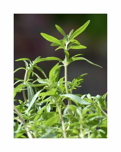 Pcs - 800x Sarriette 1 Ans Satureja Hortensis Eko Jardin Plantes - Graines K254 - Seeds & Plants Shop by Ipsa