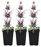 Hummingbird Sage (Salvia spathacea) 3 Live Plants –...