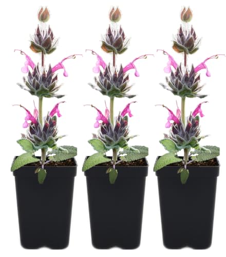 Hummingbird Sage (Salvia spathacea) 3 Live Plants – Fragrant California