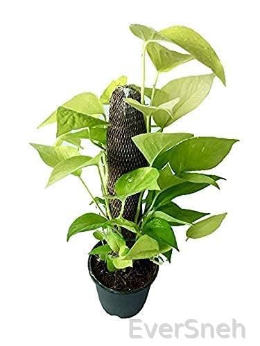 See full amazon price history chart for EverSneh Live Indoor Money Plant Home Decoretive Plant With Pot And Moss Stick 1 Feet Height Indoor Live Plant EverSneh Live Indoor Money Plant Home Decoretive Plant With Pot And Moss Stick 1 Feet Height Indoor Live Plant (B0BCWM3HY3) Amazon Price History, Amazon Price Tracker