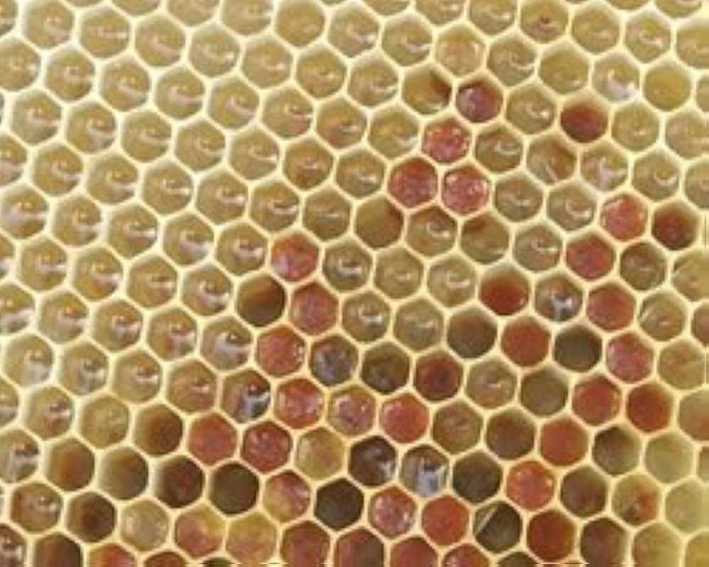 Amazon | かの蜂 国産百花蜂蜜 1000g | かの蜂 | はちみつ 通販