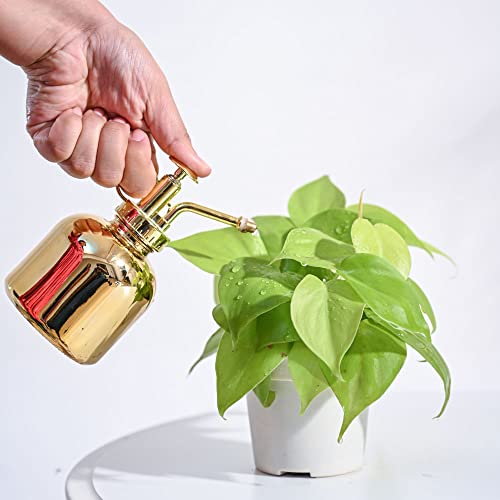 Image of Ugaoo Philodendron Oxycardium Golden Plant With Grow Pot
